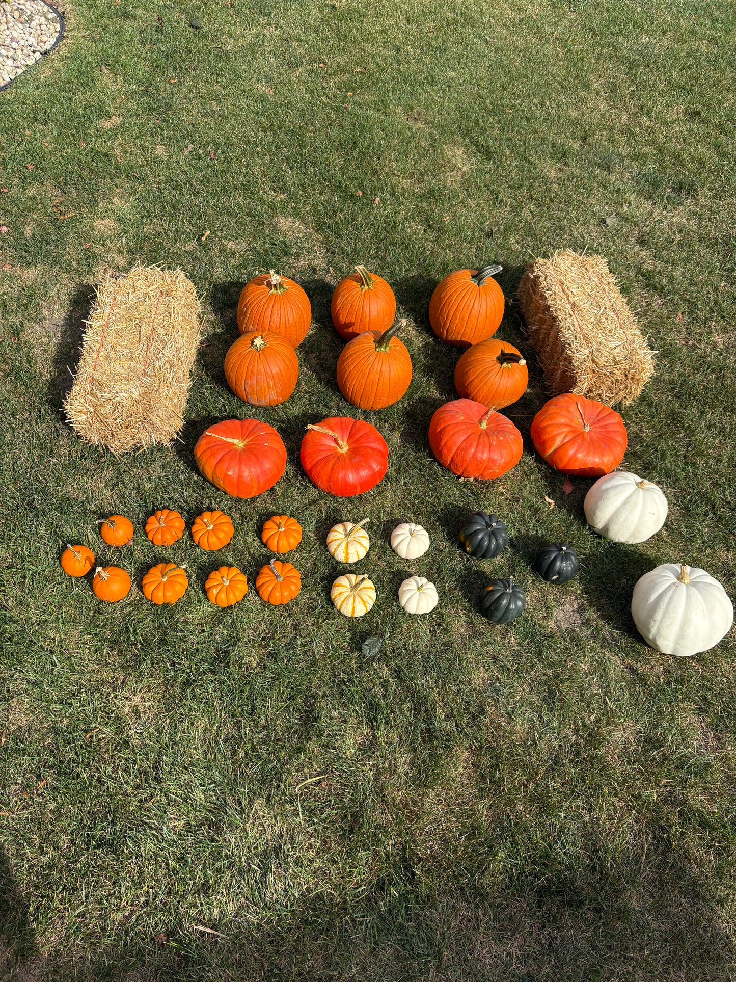 Package 1 (Large): Pumpkin Pathway